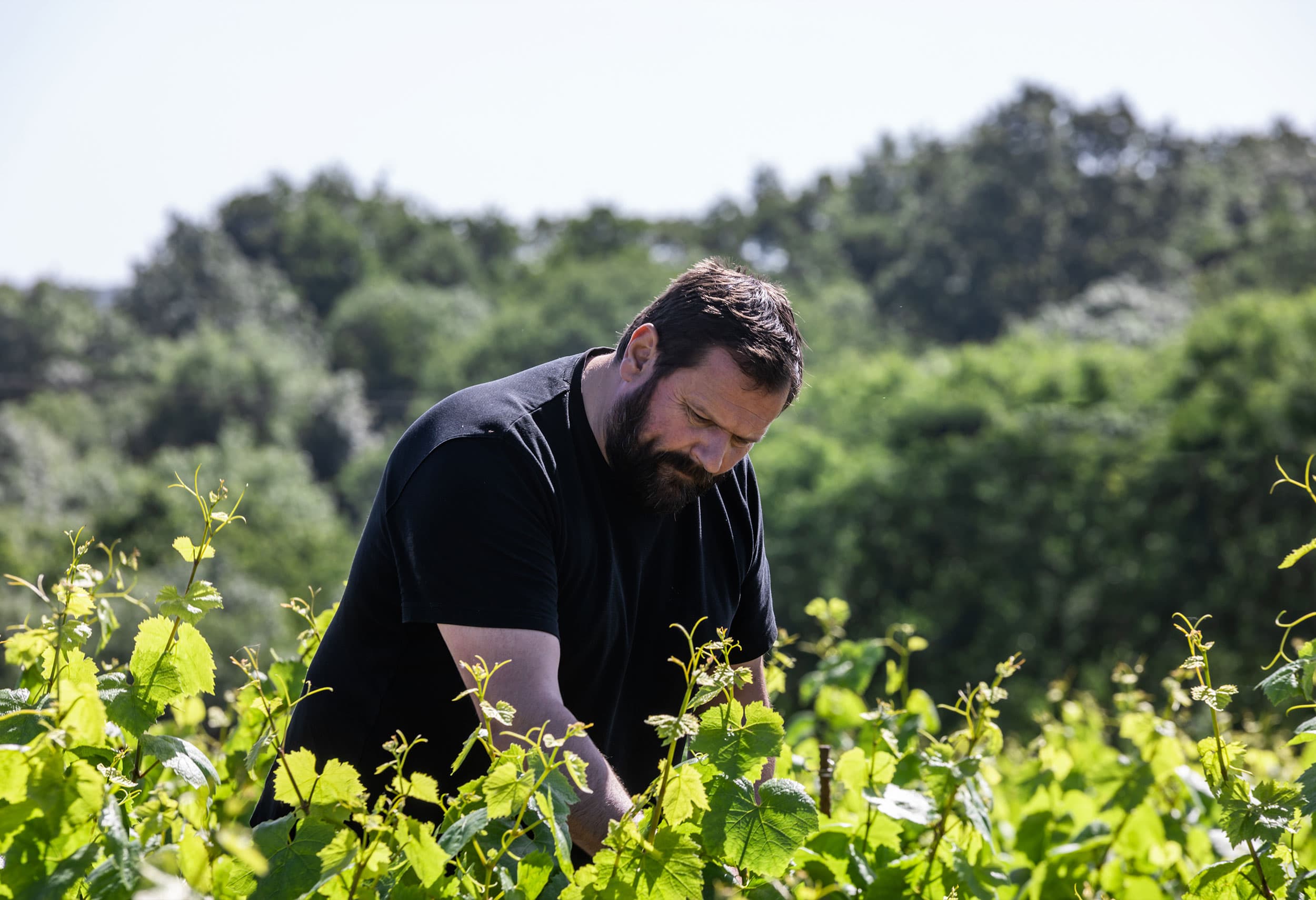 Photo Domaine Bretaudeau
